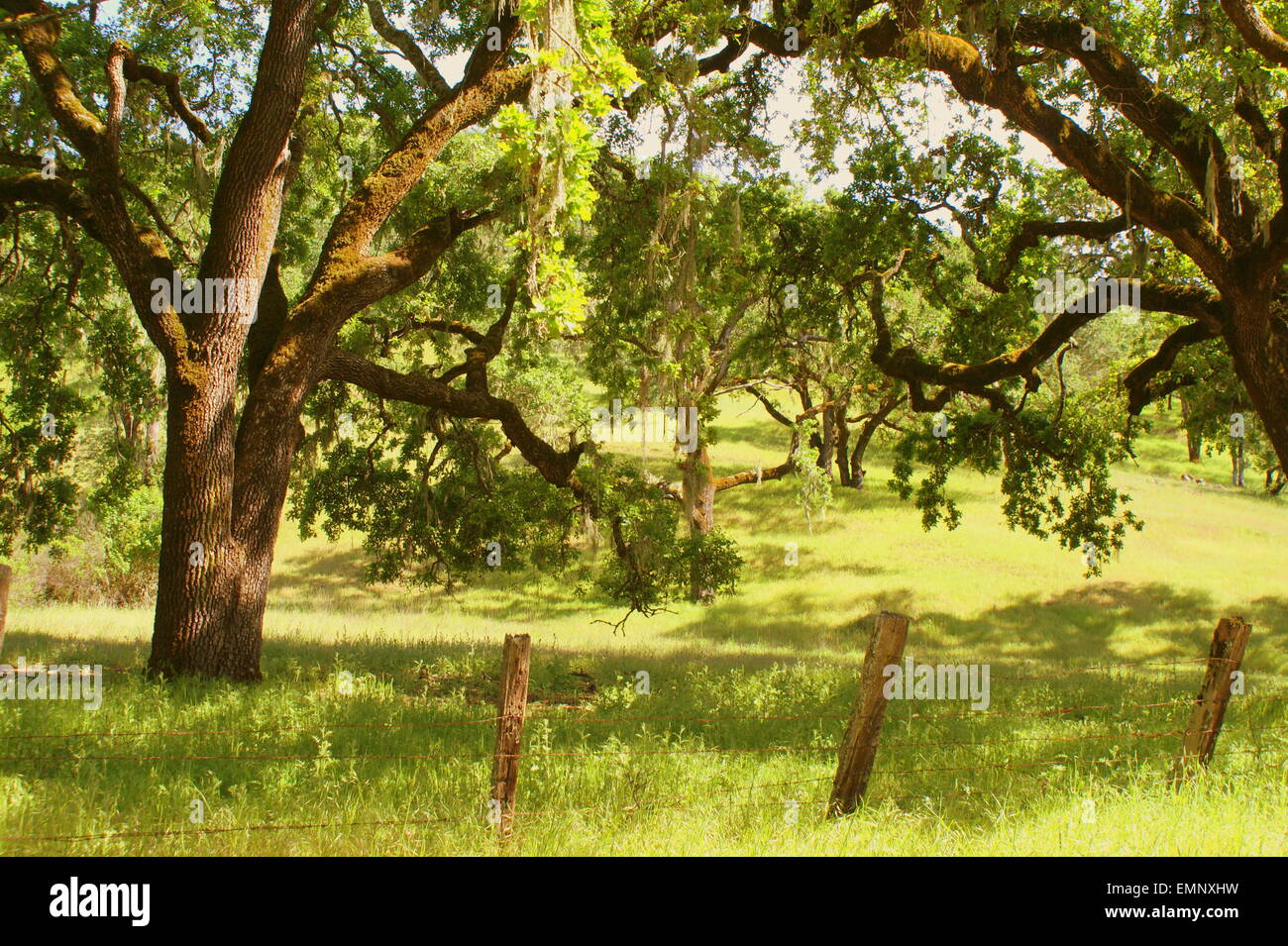 LIVE OAK WOODS Stock Photo Alamy