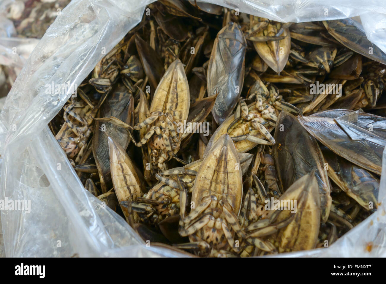 Giant water bugs or diving beetles, Lethocerus indicus, on a food stall in a market in Bangkok, Thailand Stock Photo