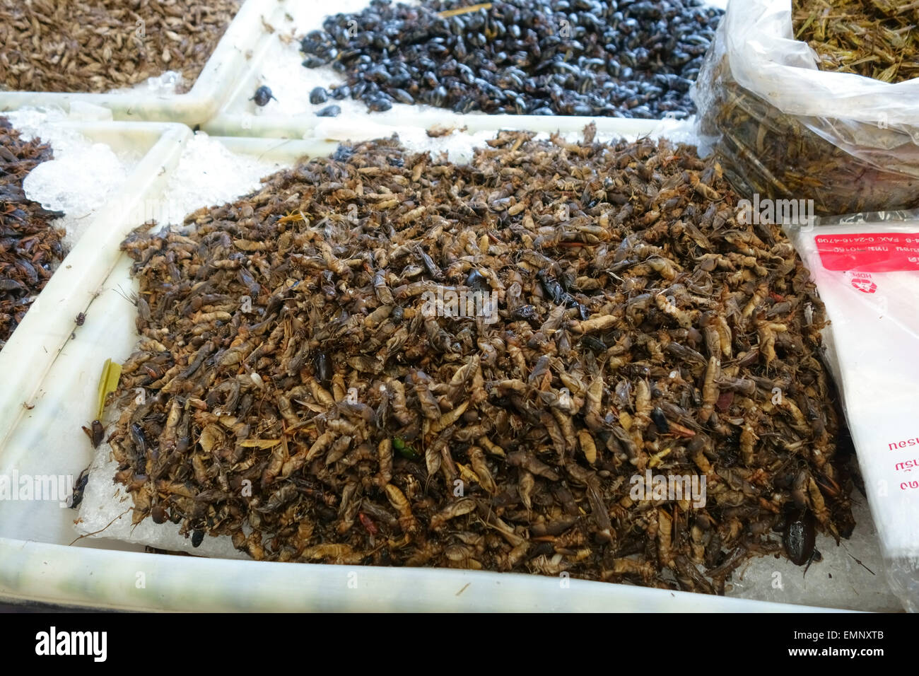 Edible crickets, Acheta domestica, on a stall in a food market in Bangkok, Thailand Stock Photo