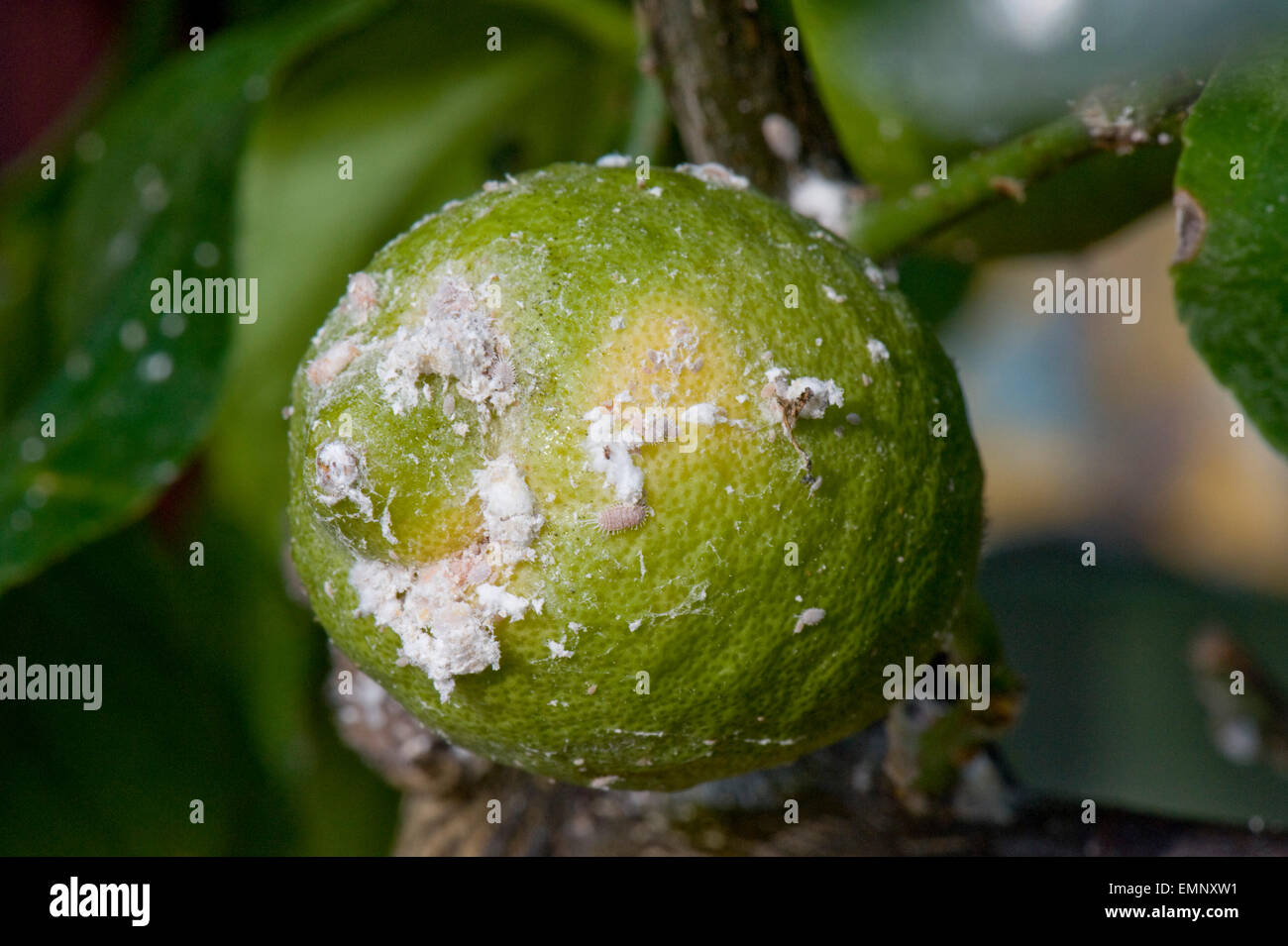 Glasshouse mealy bug, Pseudococcus viburni, infestion on a conservatory grown lemon tree with fruit Stock Photo