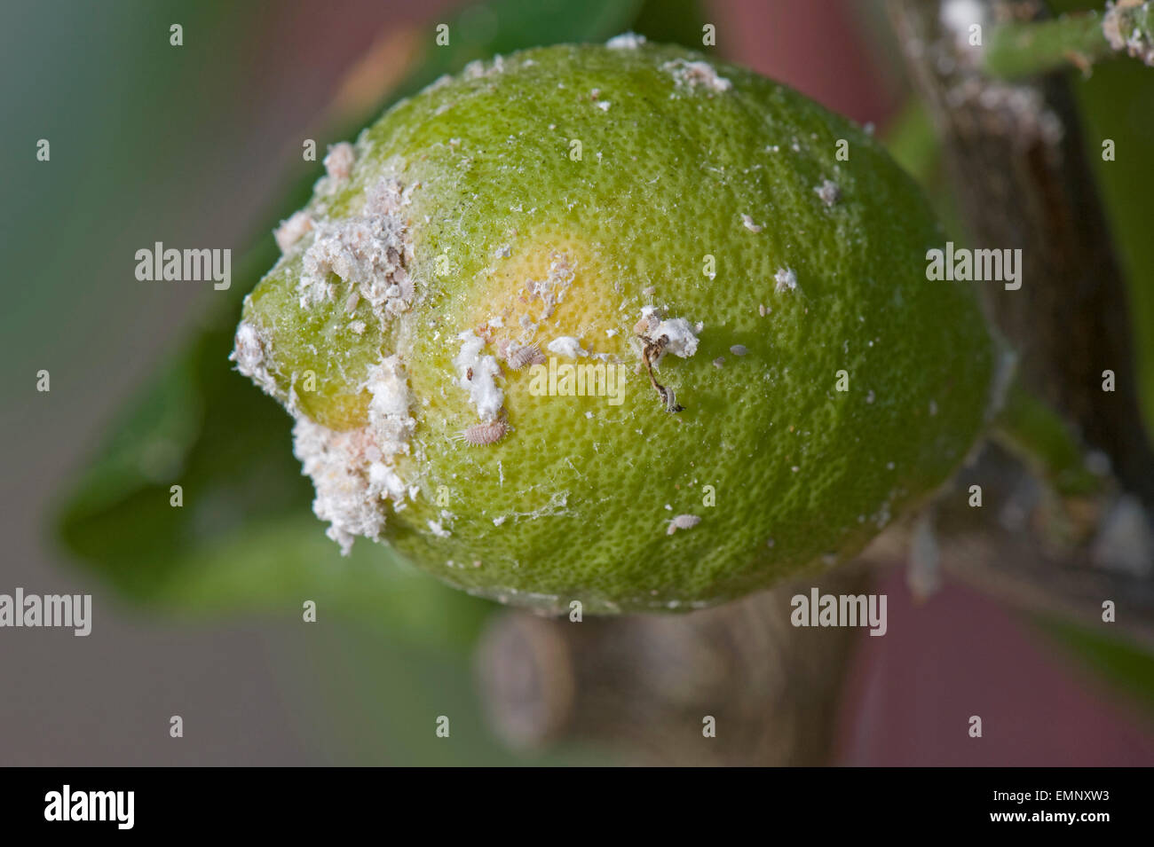 Glasshouse mealybug, Pseudococcus viburni, infestion on a conservatory grown lemon tree with fruit Stock Photo