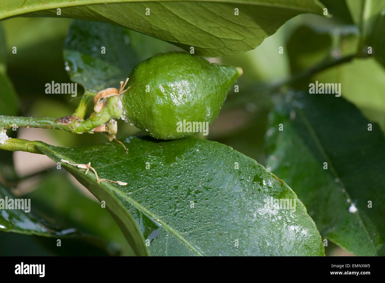 Glasshouse mealybug, Pseudococcus viburni, honeydew from an infestion on a conservatory grown lemon tree with fruit Stock Photo
