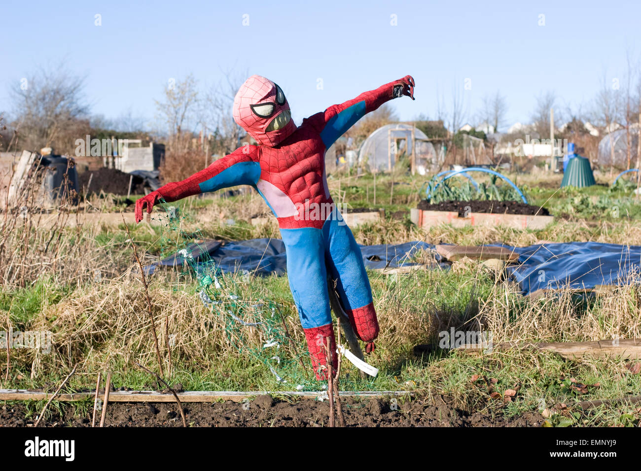 Spider-man scarecrow at allotment gardens in Horfield, Bristol Stock Photo