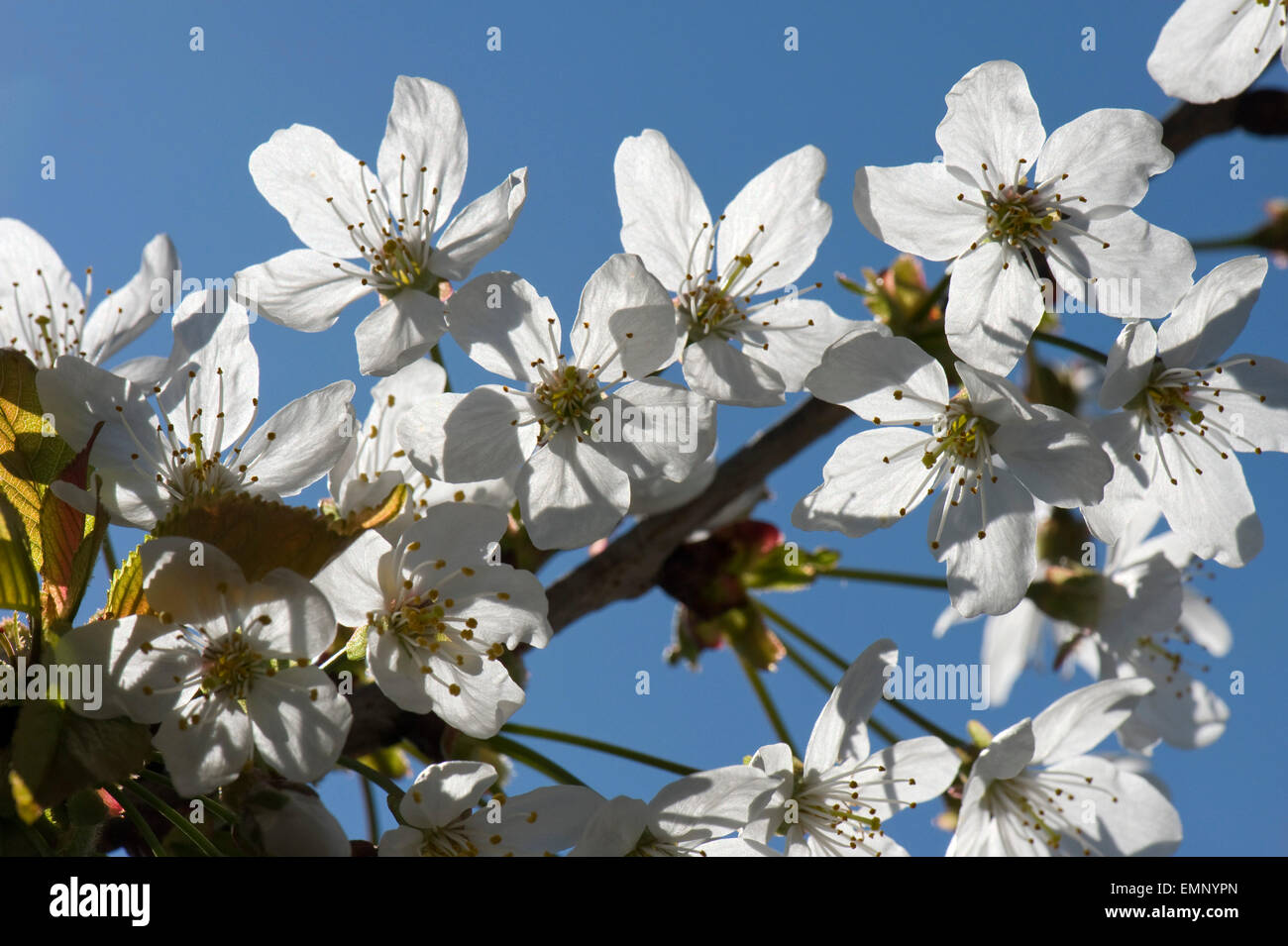 Flowers of wild or bird cherry, Prunus avium, back lit against a blue sky in spring Stock Photo