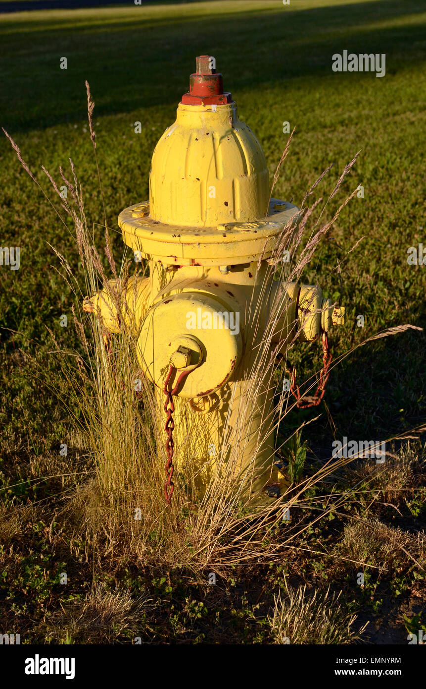 Yellow and red fire hydrant Stock Photo Alamy