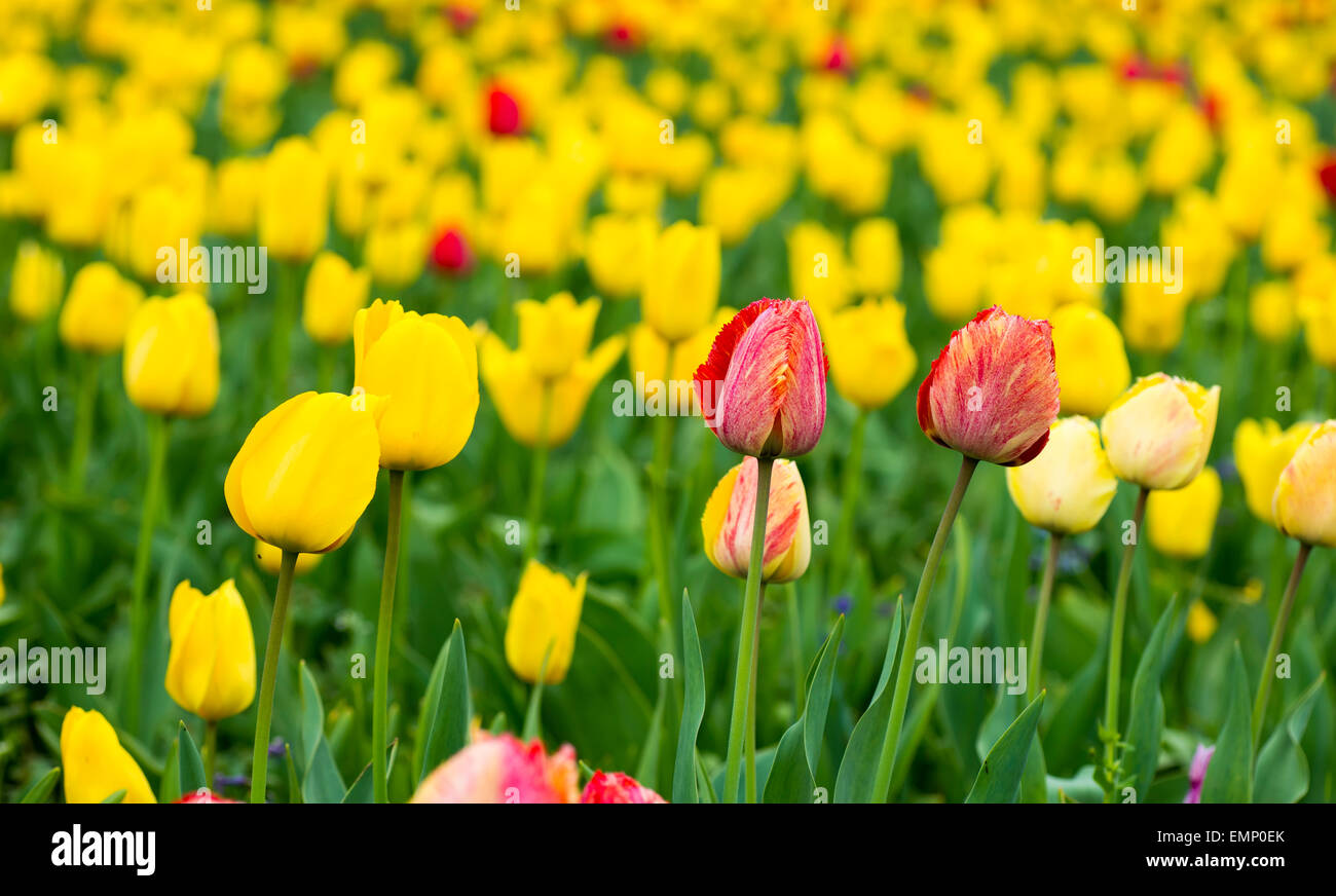 field of yellow and red tulips Stock Photo - Alamy