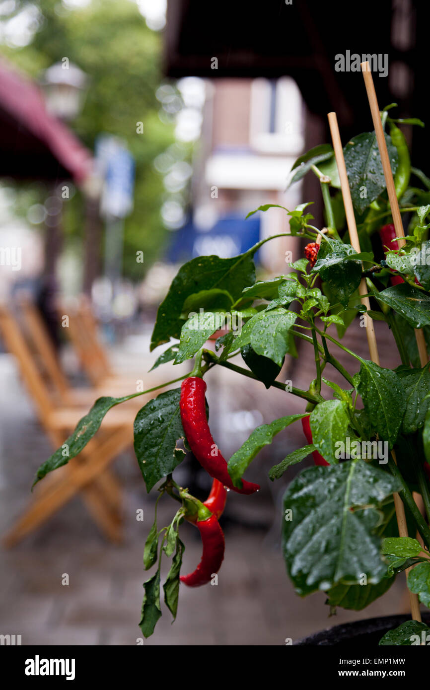 Fresh chili peppers growing in the street in Amsterdam Holland Europe Stock Photo