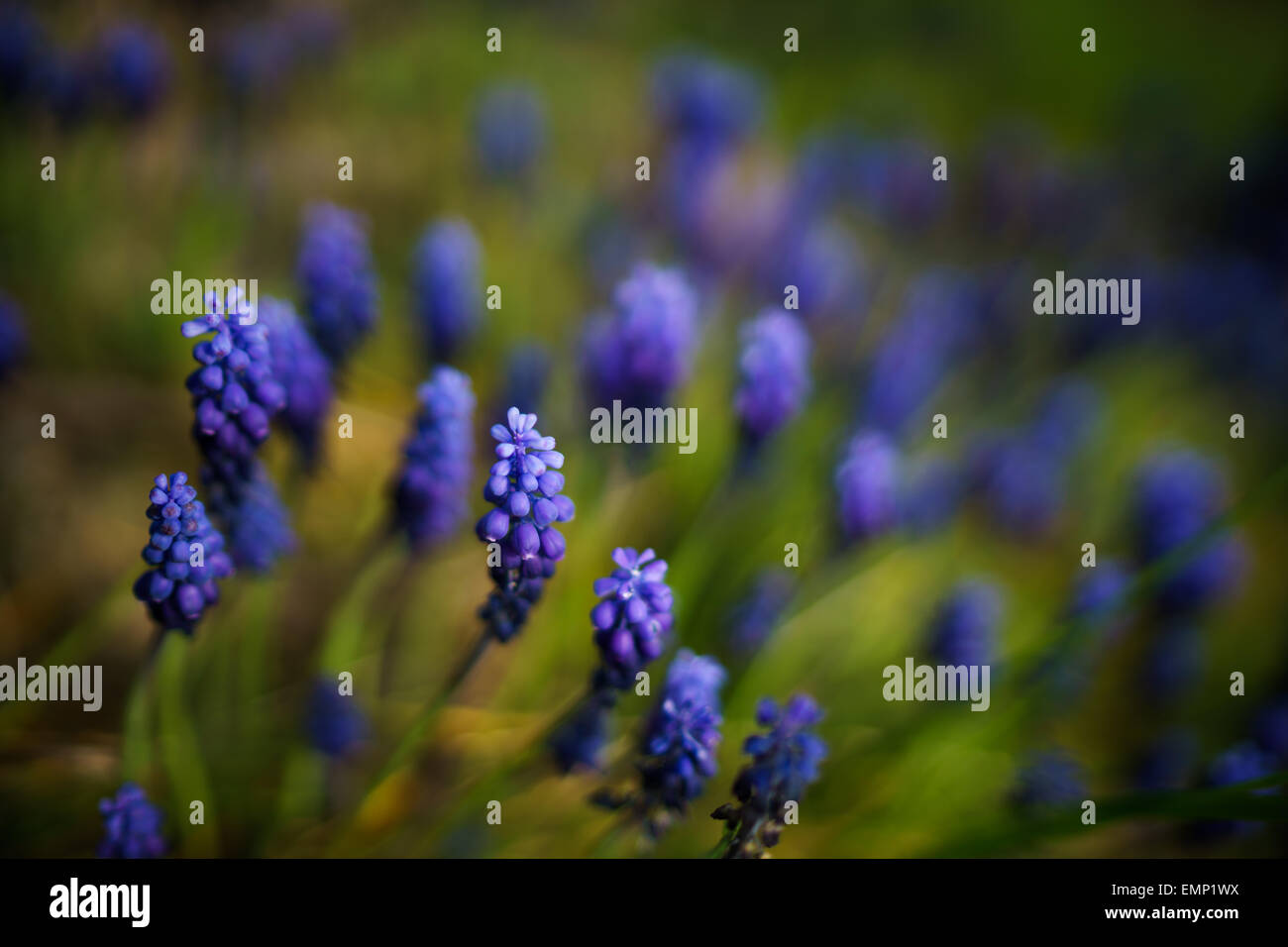 A close up image of blue hyacinths in the grass Stock Photo - Alamy