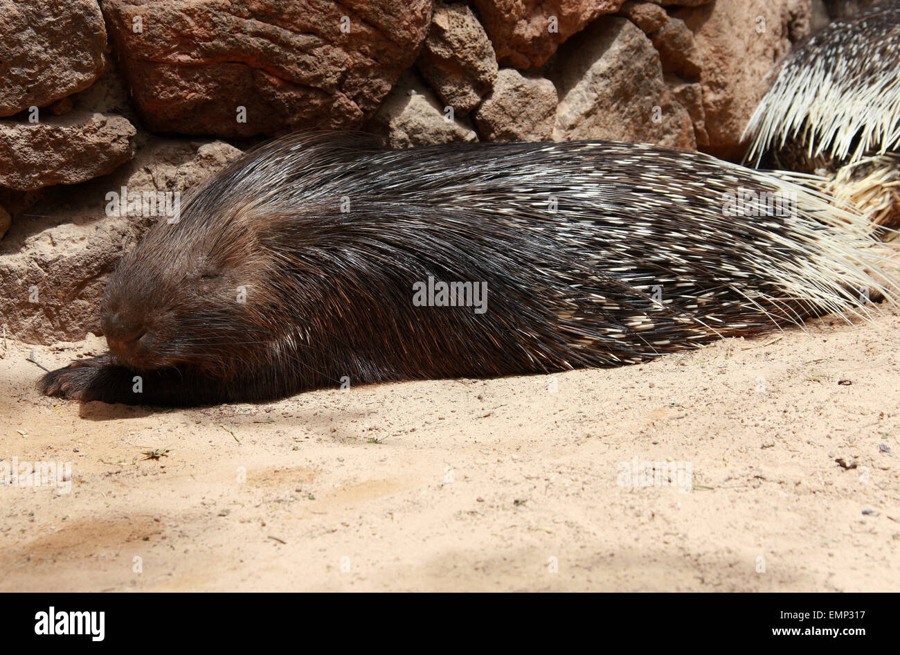 Crested Porcupine, Hystrix cristata, Hystricidae, Mammalia.  It is found in Italy, North Africa and sub-Saharan Africa. Stock Photo