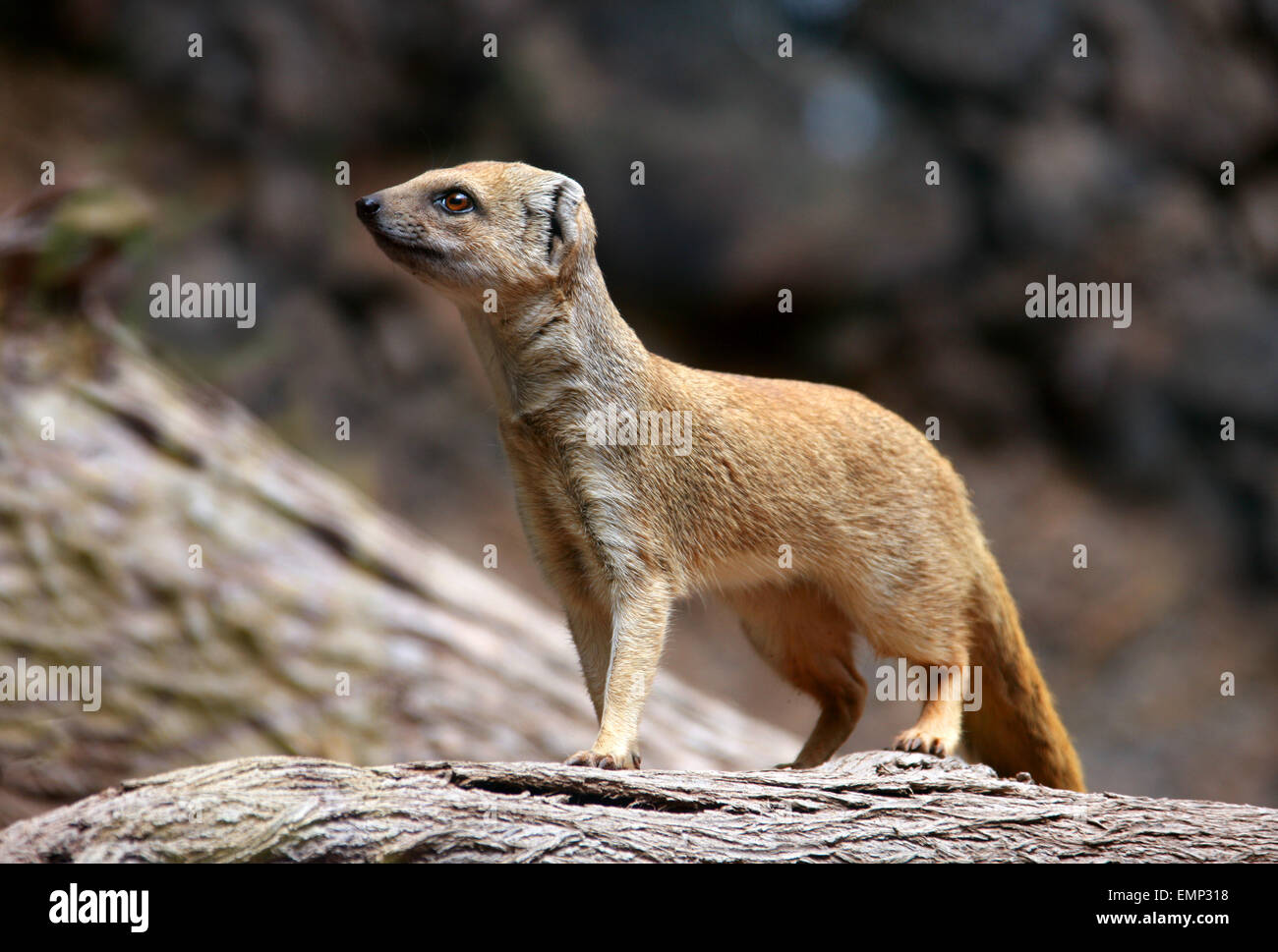 Yellow Mongoose, Cynictis penicillata, Herpestinae, Herpestidae, Carnivora, Mammalia. Sometimes referred to as the red meerkat. Stock Photo