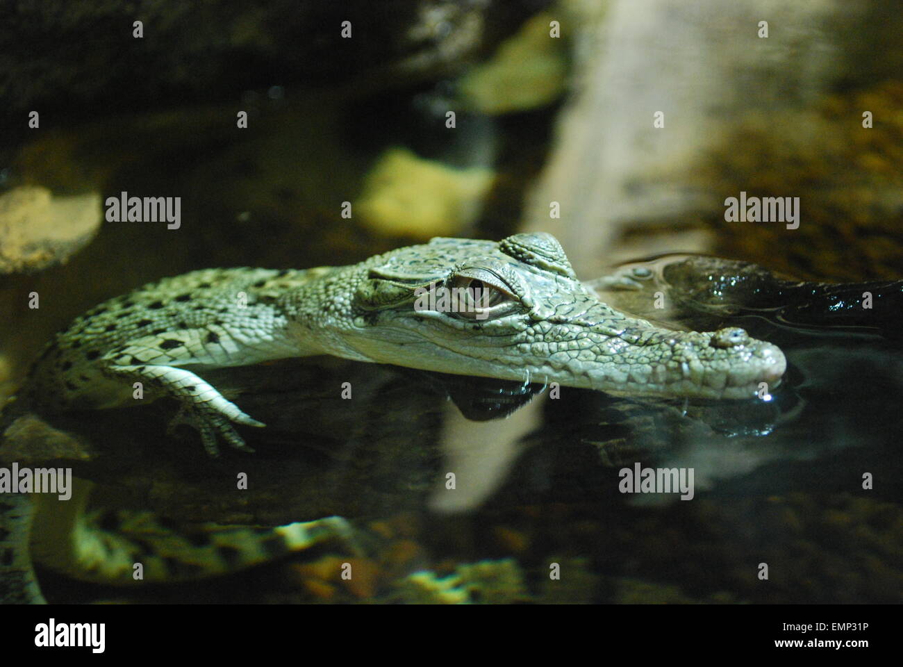 Baby crocodile in Australia. Stock Photo