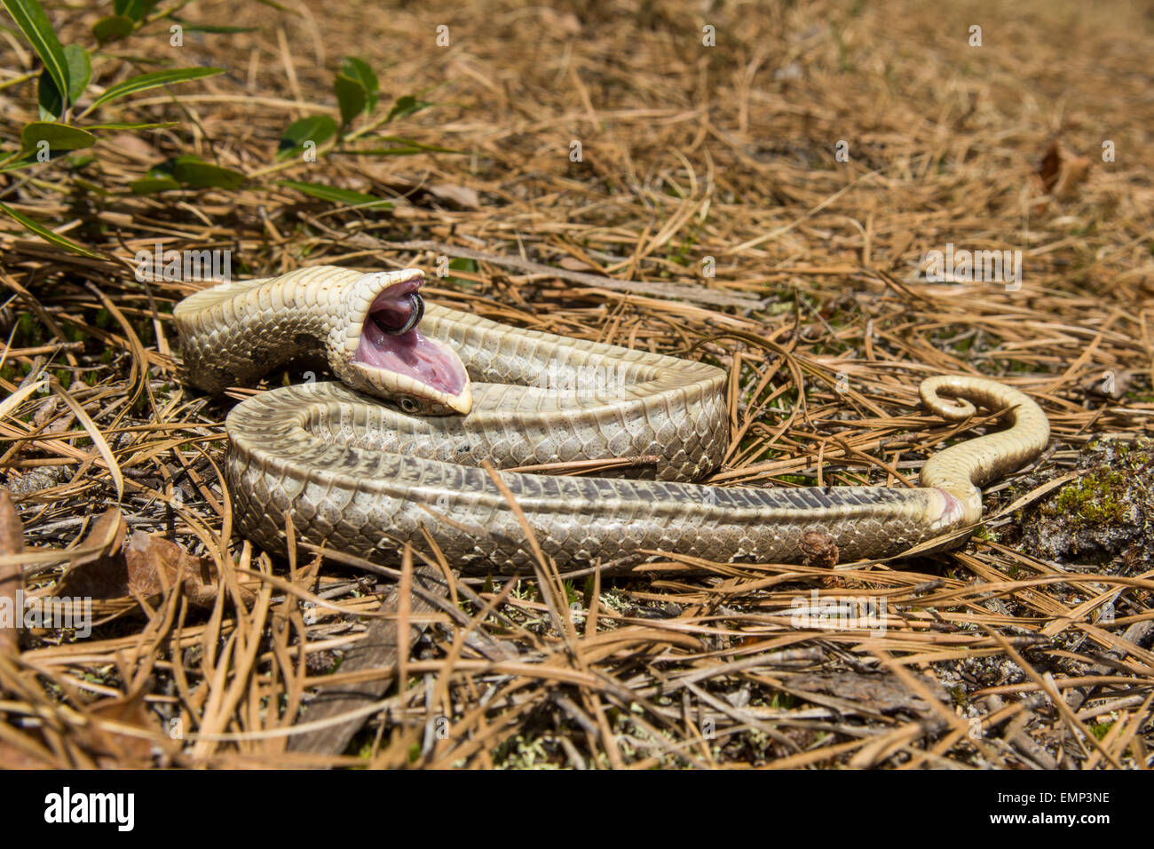Eastern Hognose Snake Playing Dead Stock Photo 620598170