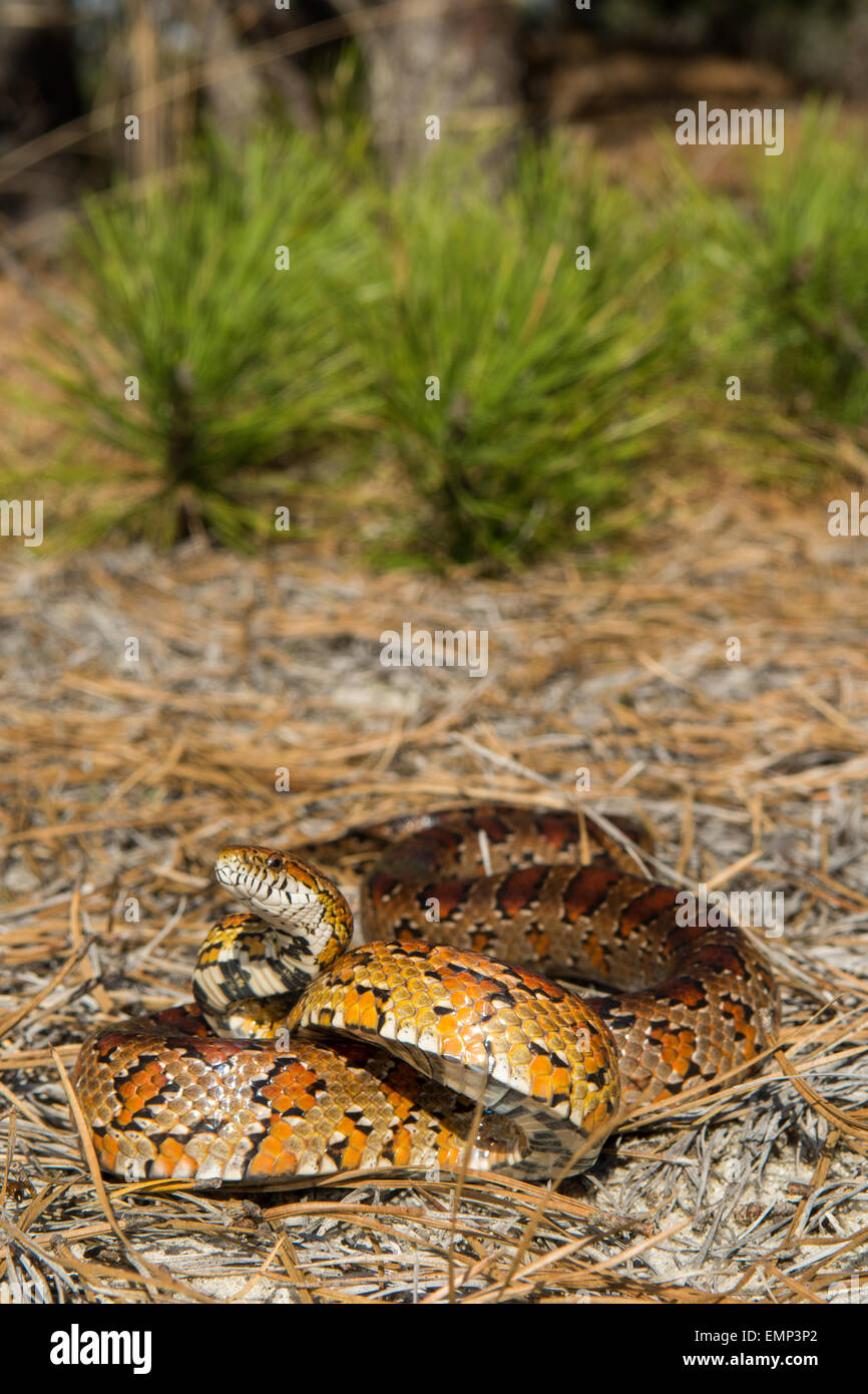 Corn Snake Underside