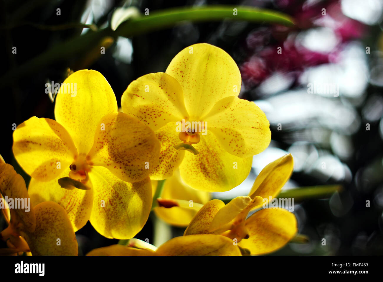 Blooming Orchids in the Garden Stock Photo