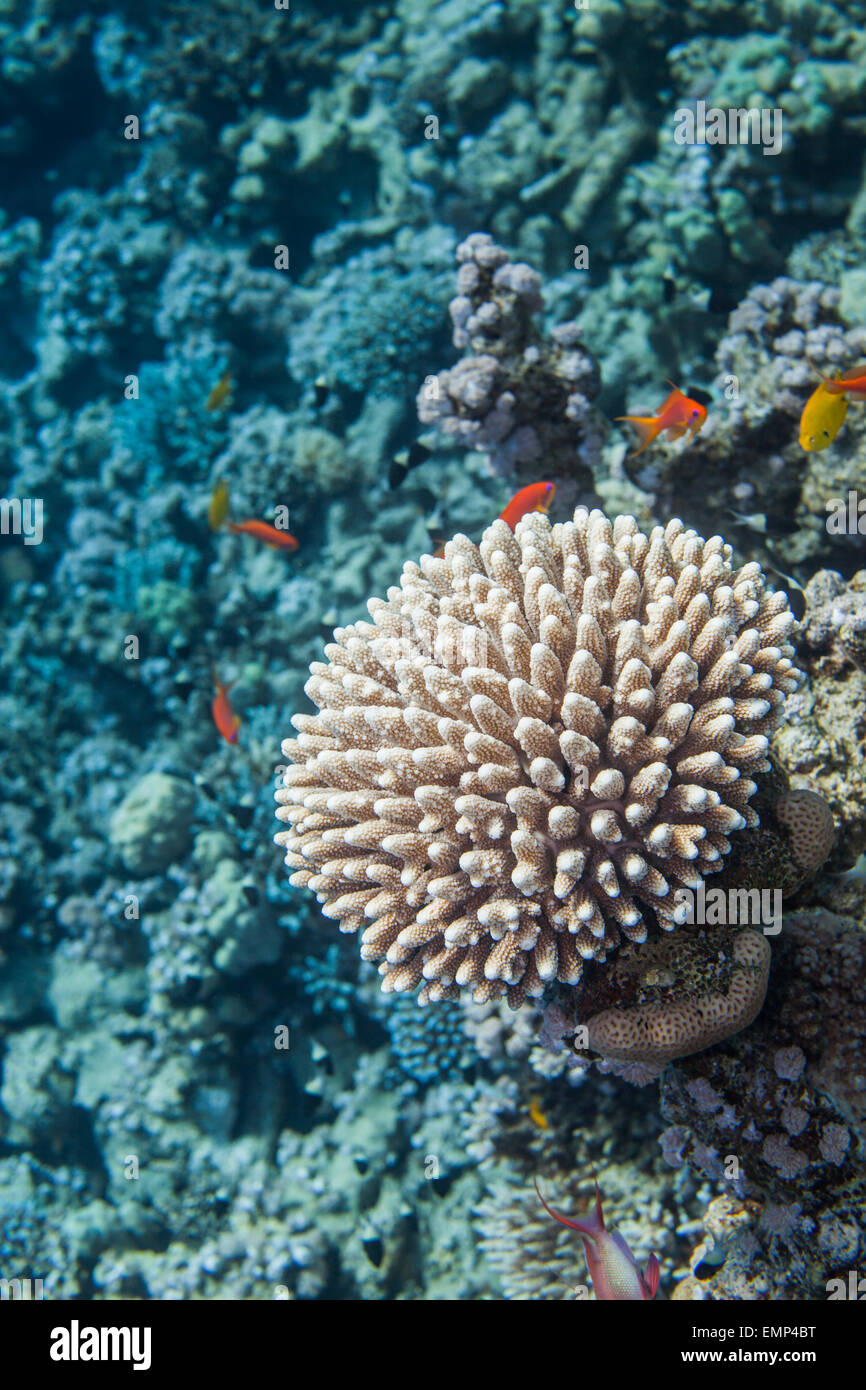 Red sea coral close up Stock Photo