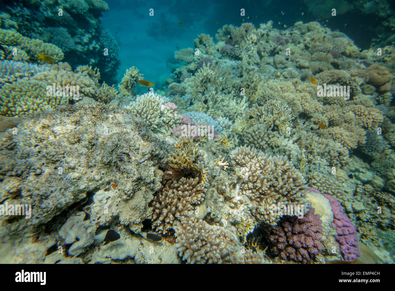 Red sea coral reef Stock Photo - Alamy