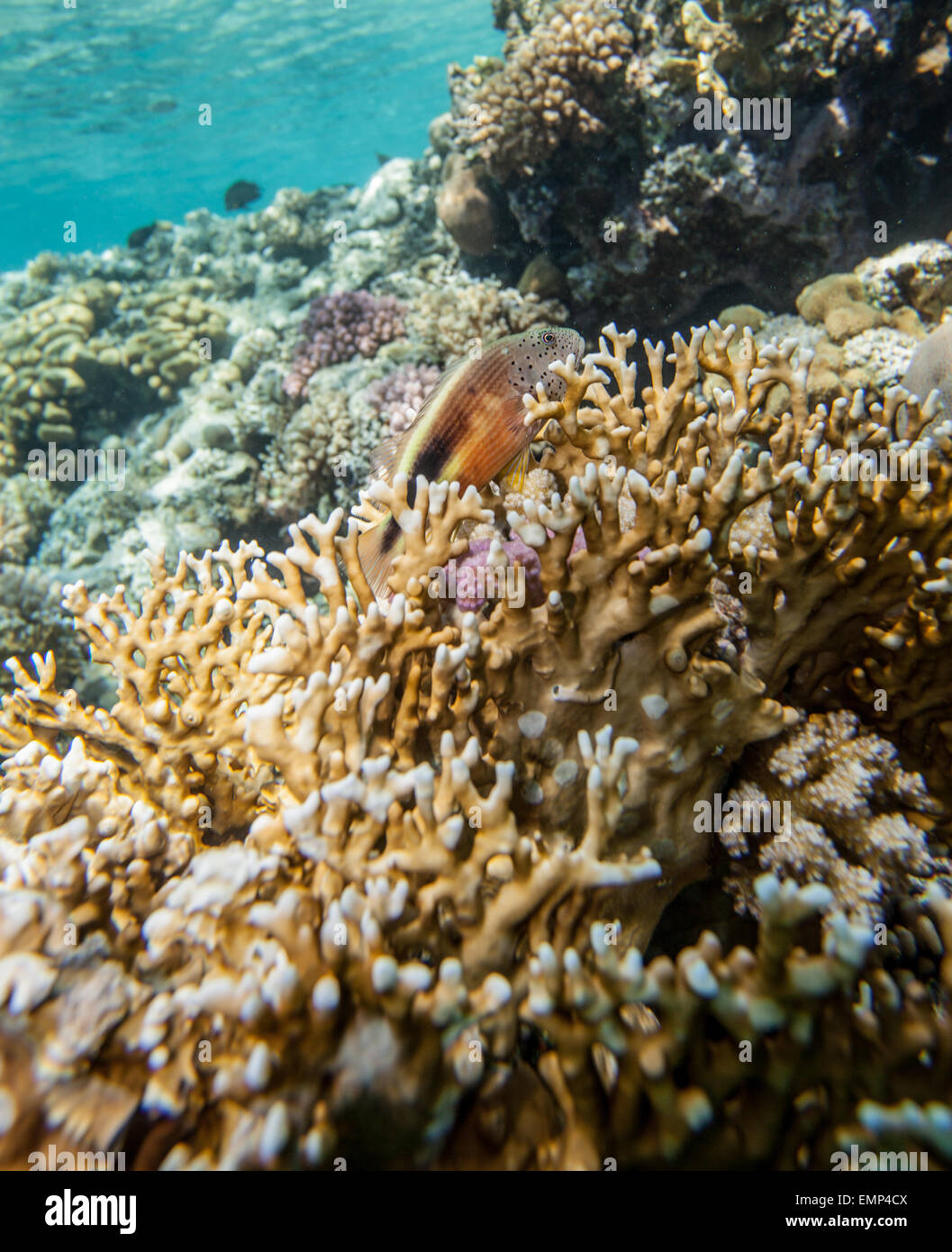 Red sea coral reef Stock Photo - Alamy