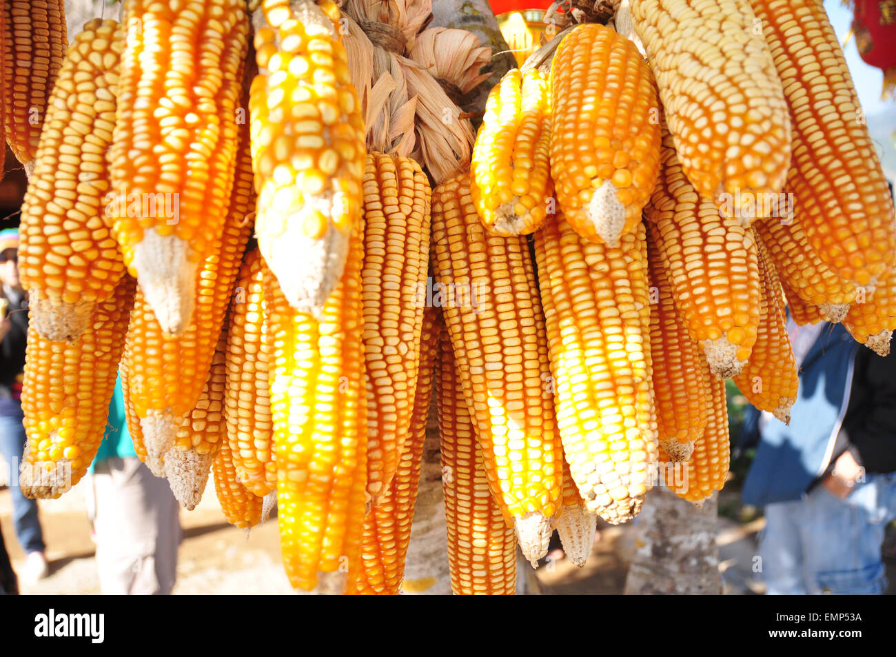 This picture shooting location in Mae Hong Son, Thailand. Maize known in  some English-speaking countries as corn Stock Photo - Alamy