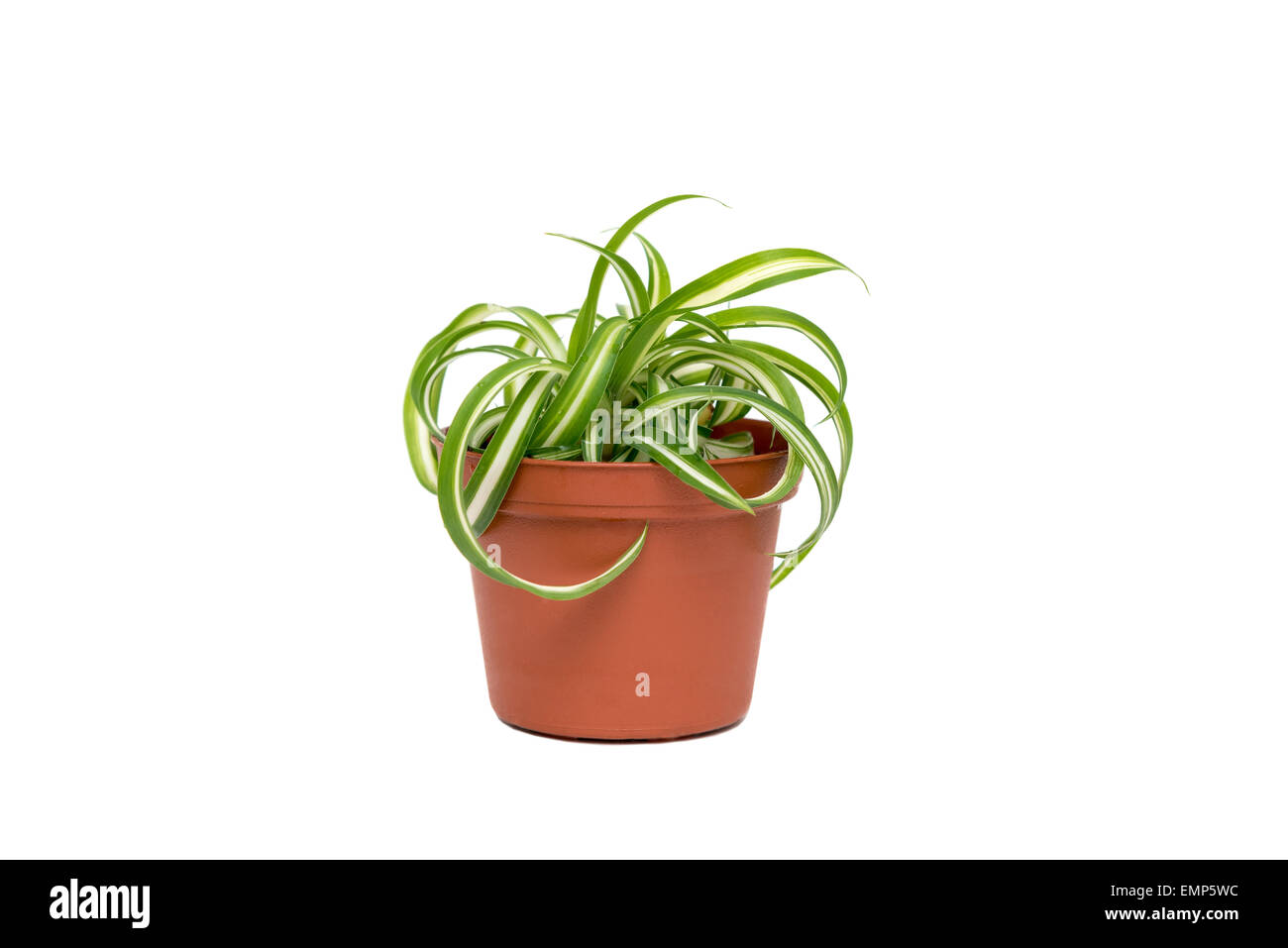 Bonnie Caribbean Spider Plant