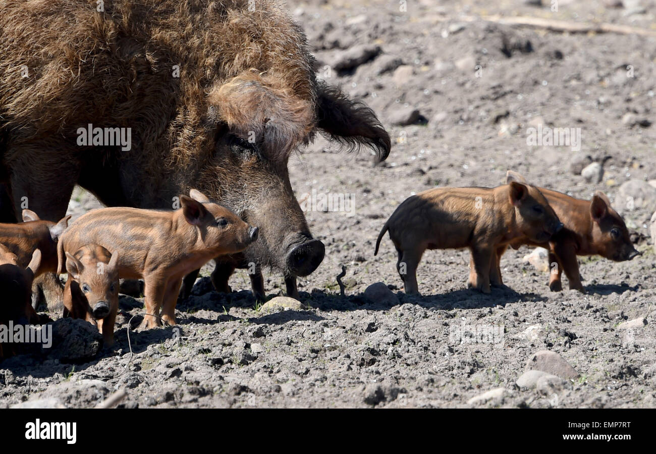 Arche Warder Zoo Germany. 22nd Apr 2015. A Red Mangalitsa pig