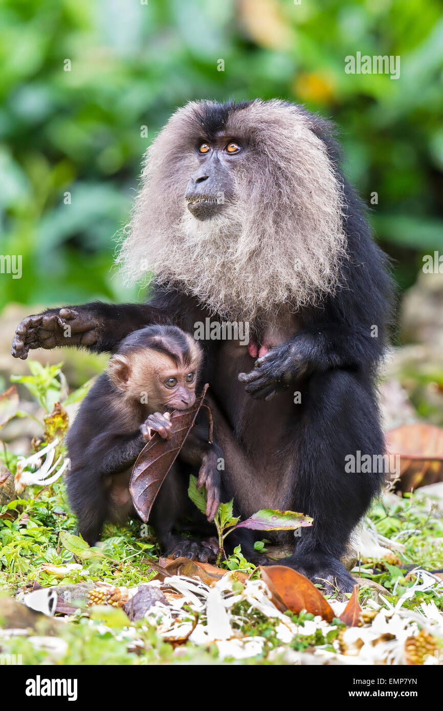 Lion-tailed macaque or Macaca silenus and her baby at Annamalai Hills Tamilnadu Stock Photo