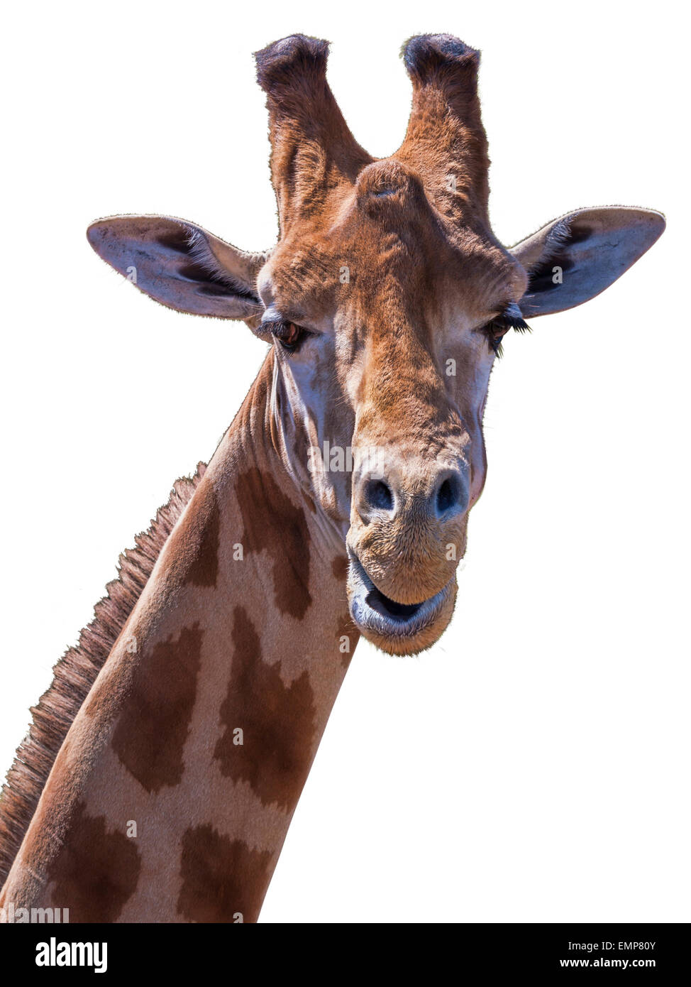 portrait of a giraffe showing head and part of neck. Looking at camera. Silly pose. Isolated on white background Stock Photo