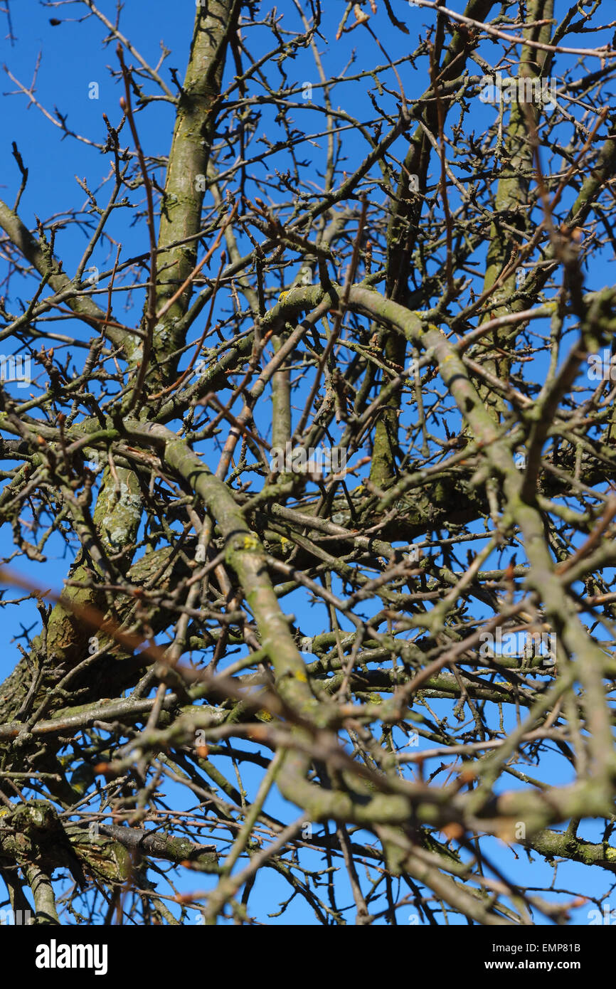 The bound branches of a tree against very blue sky, remind bronchial ...
