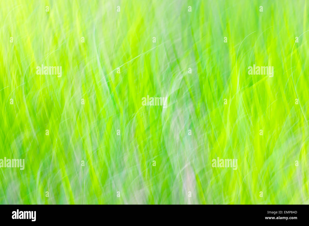 Blur green background hi-res stock photography and images - Alamy
