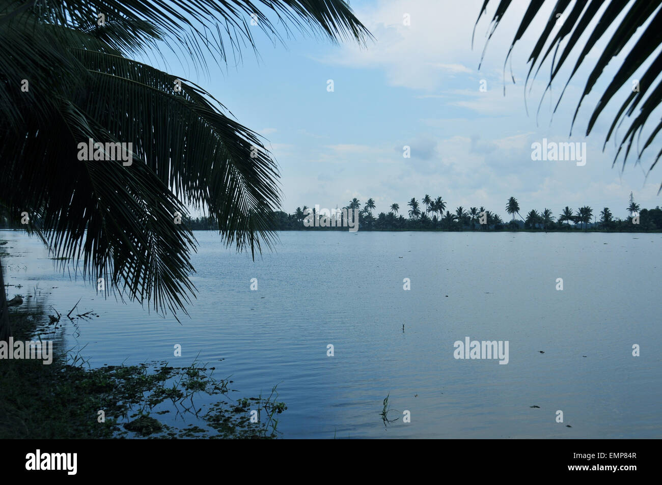 coconut leaves and back waters. Stock Photo