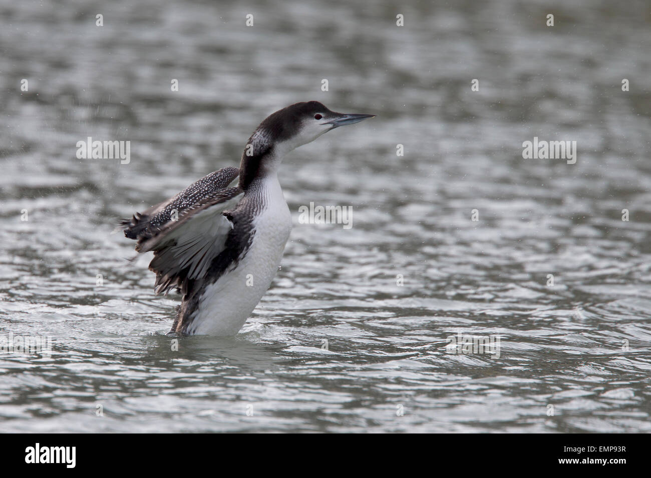 Great Northern Diver, wing stretching in Newlyn harbour, Cornwall, England, UK. Stock Photo