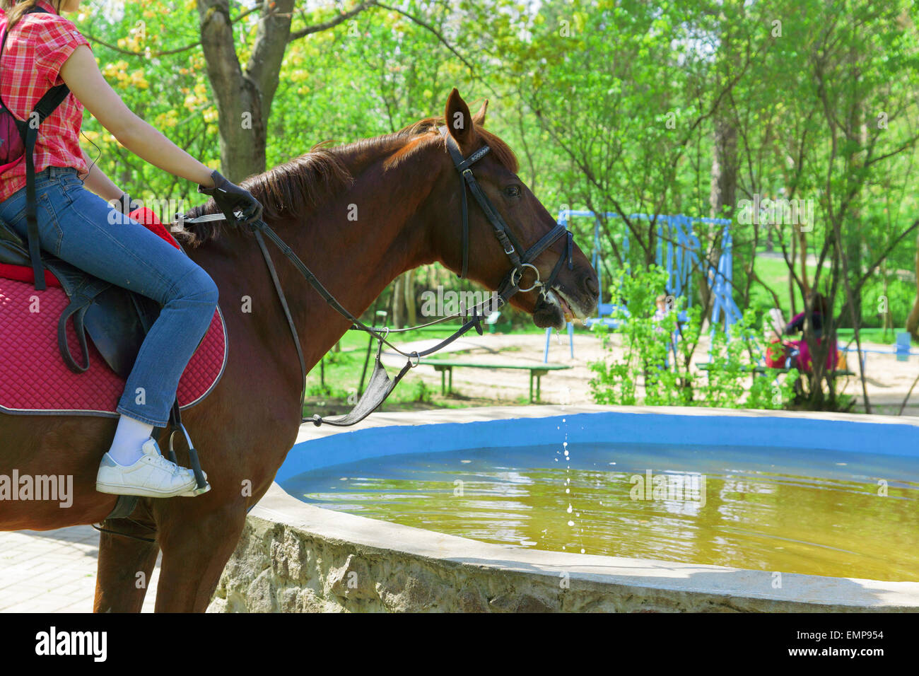 Drinking water from the pool a horse with the equestrian on a back. Stock Photo