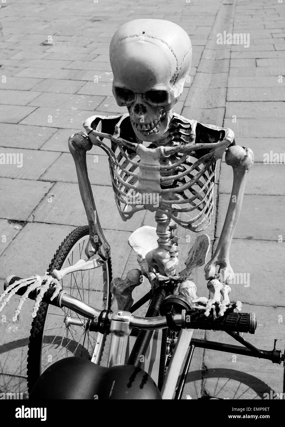 Human skeleton on a bicycle Stock Photo 81625008 Alamy