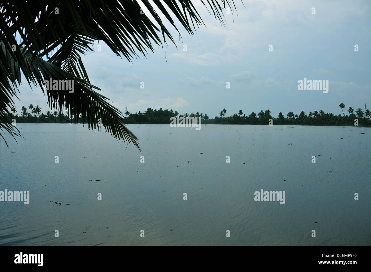 Back waters and coconut trees. Stock Photo