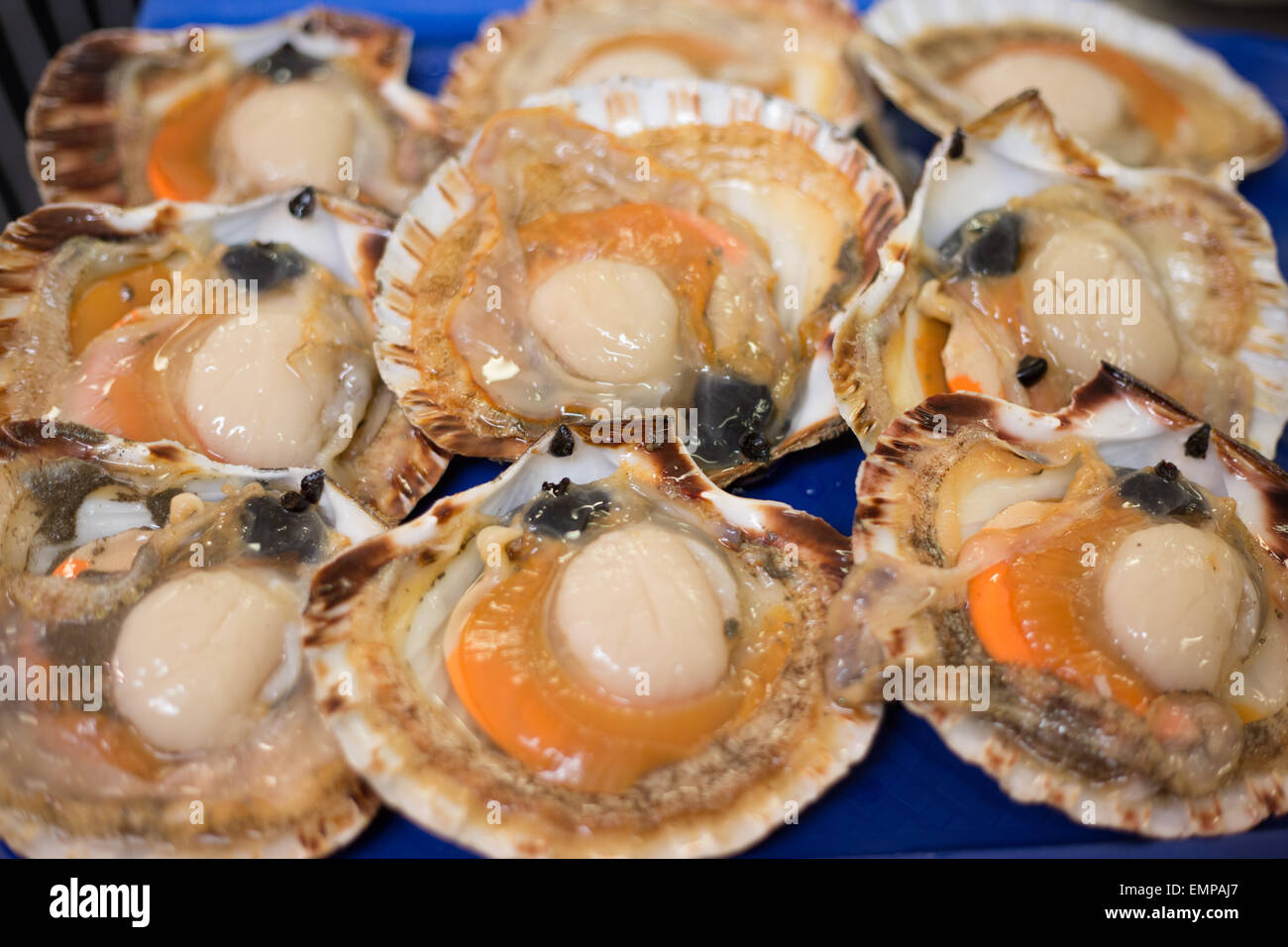 Scottish scallops in their shell. Stock Photo