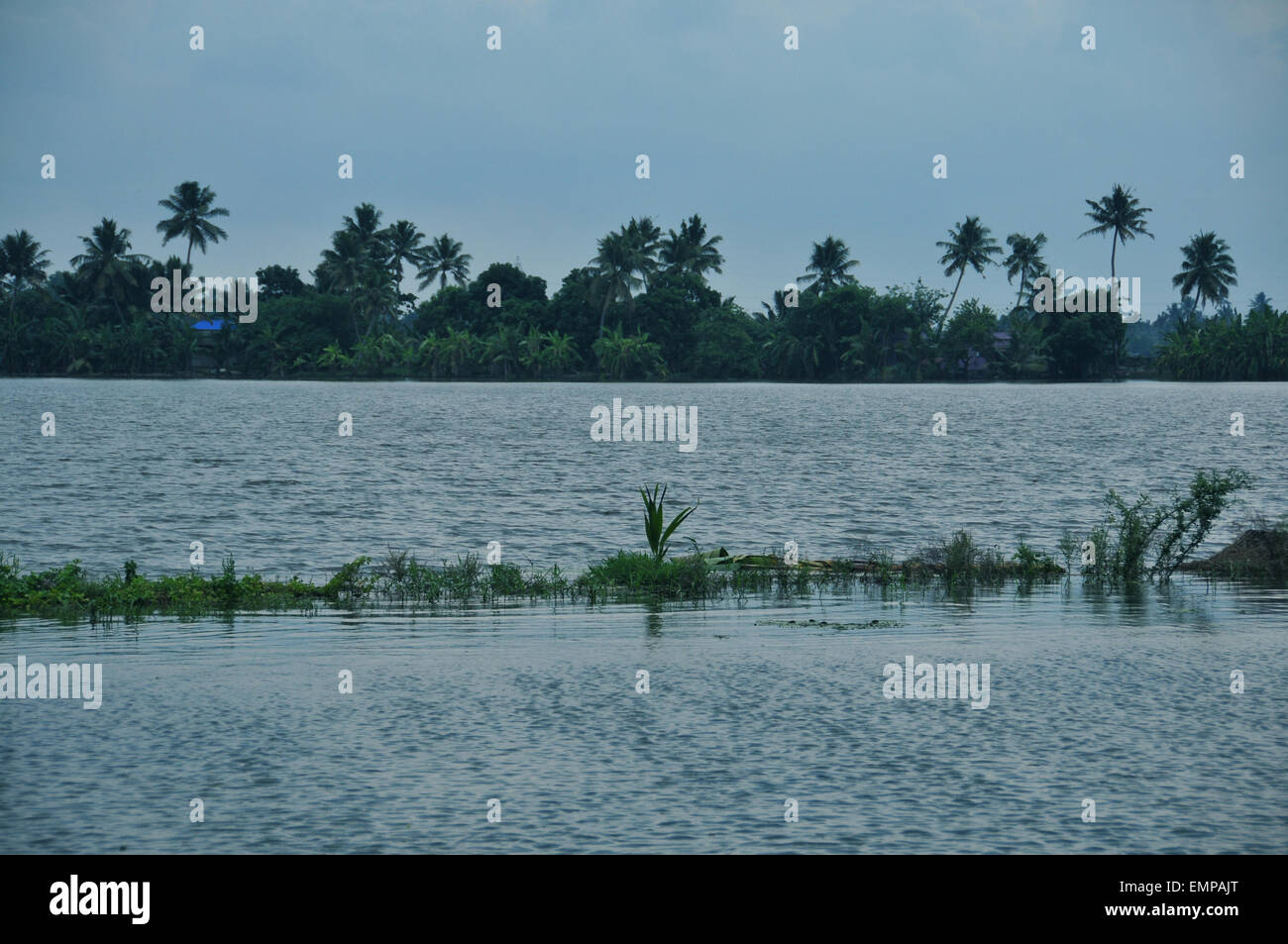 Paddy field with full of water. Stock Photo
