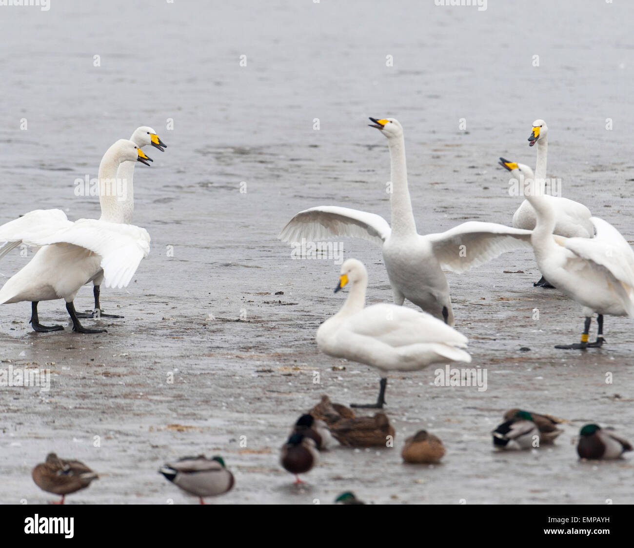 Aggressive behavior of whooper swans Cygnus cygnus during winter on ice. Stock Photo