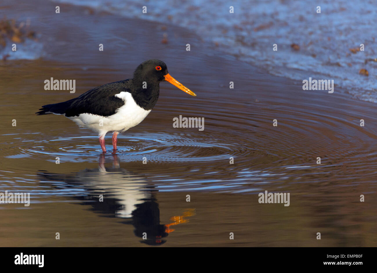 Oyster catcher (Haematopus ostralegus) standing at water's edge Stock Photo Alamy