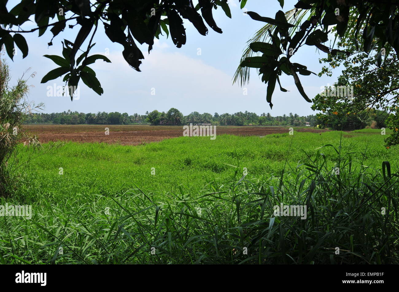Paddy land near Kuttanadu Stock Photo Alamy