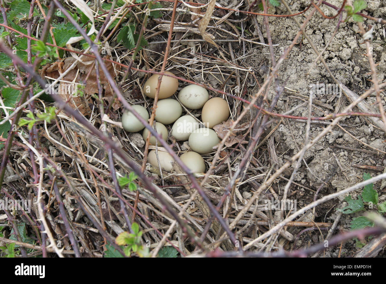 Nesting Partridge High Resolution Stock Photography and Images - Alamy