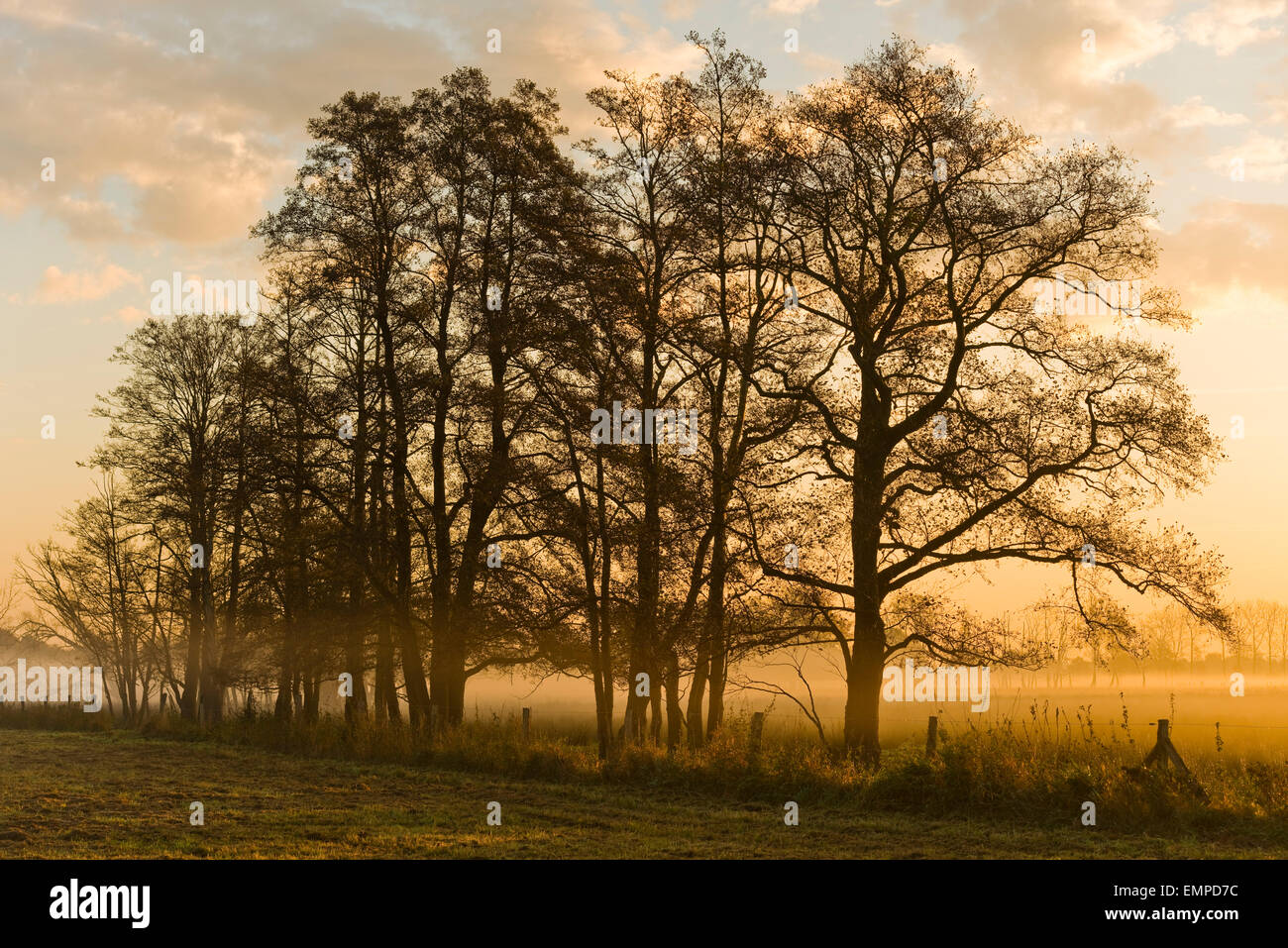 Black Alder trees (Alnus glutinosa) in the early morning, Drömling nature reserve, Lower Saxony, Germany Stock Photo