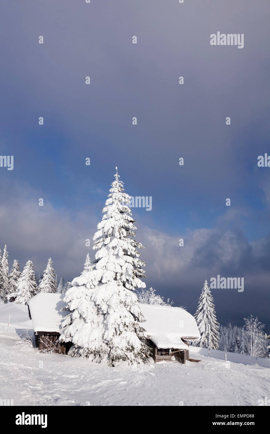 Snow-covered cabin on Kandel mountain, Black Forest, Baden-Württemberg, Germany Stock Photo