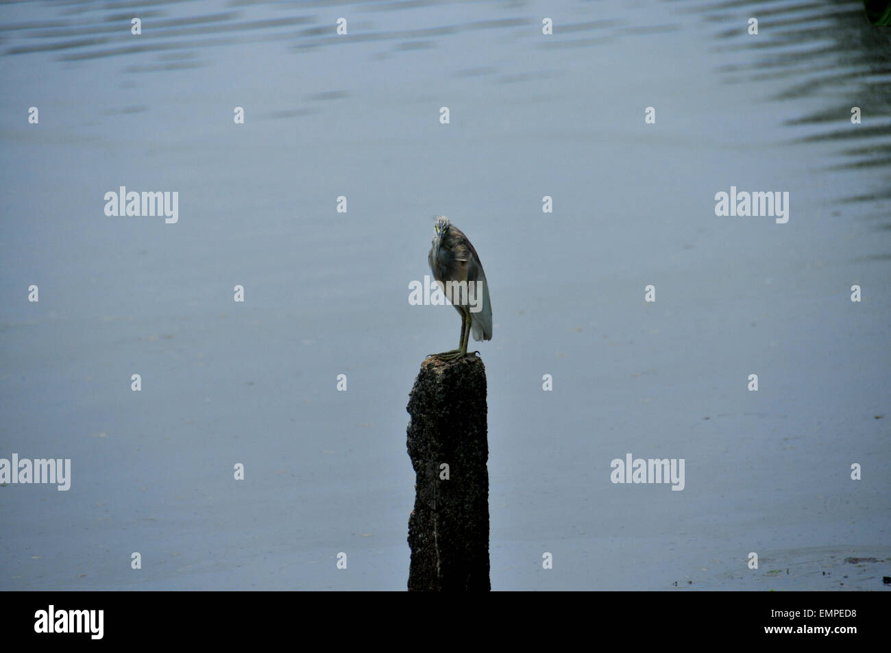 Beautiful view of backwaters and coconut plants Stock Photo