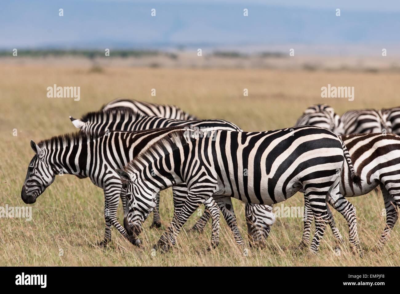 herd of zebras in the Masai Mara Stock Photo - Alamy