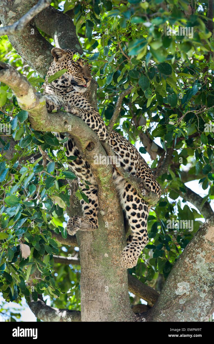 leopard in the tree of Africa Stock Photo - Alamy