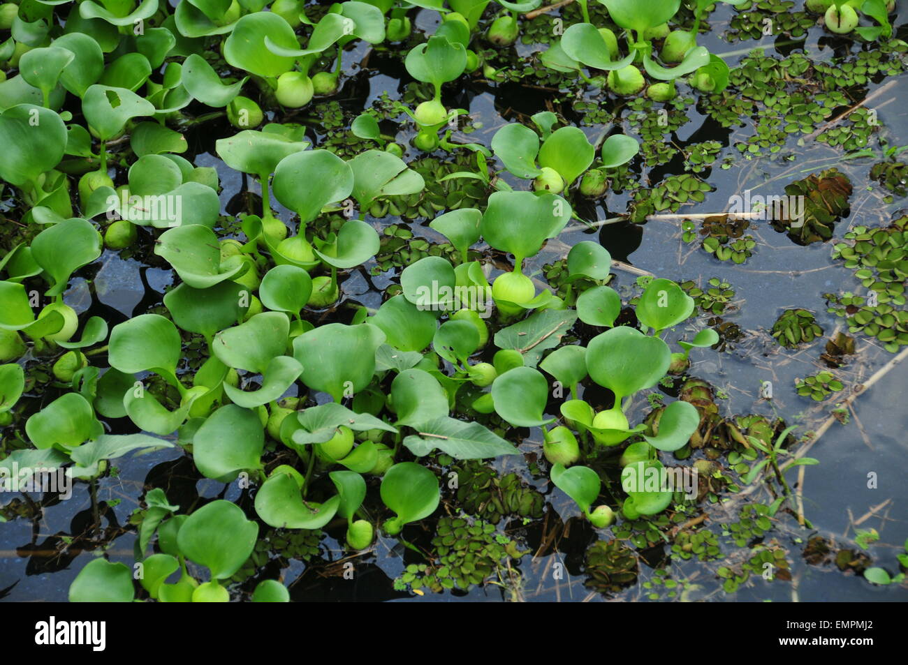 Water plants hi-res stock photography and images - Alamy