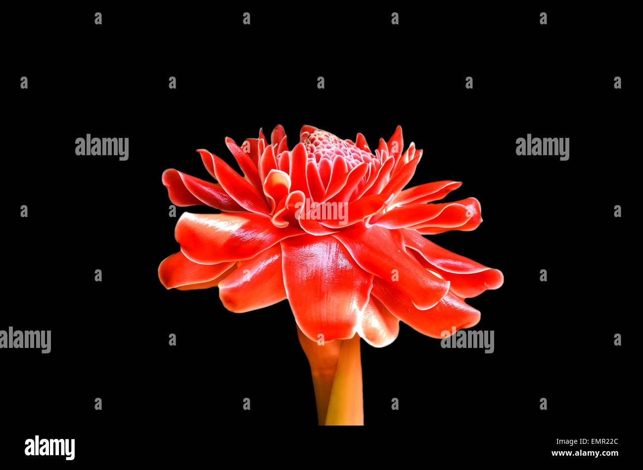 Etlingera elatior blooming ion black background Stock Photo