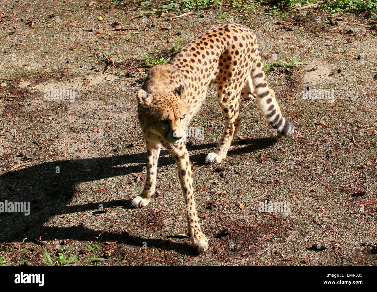 Mature female cheetah (Acinonyx jubatus) at Burgers Zoo, Arnhem, The Netherlands Stock Photo