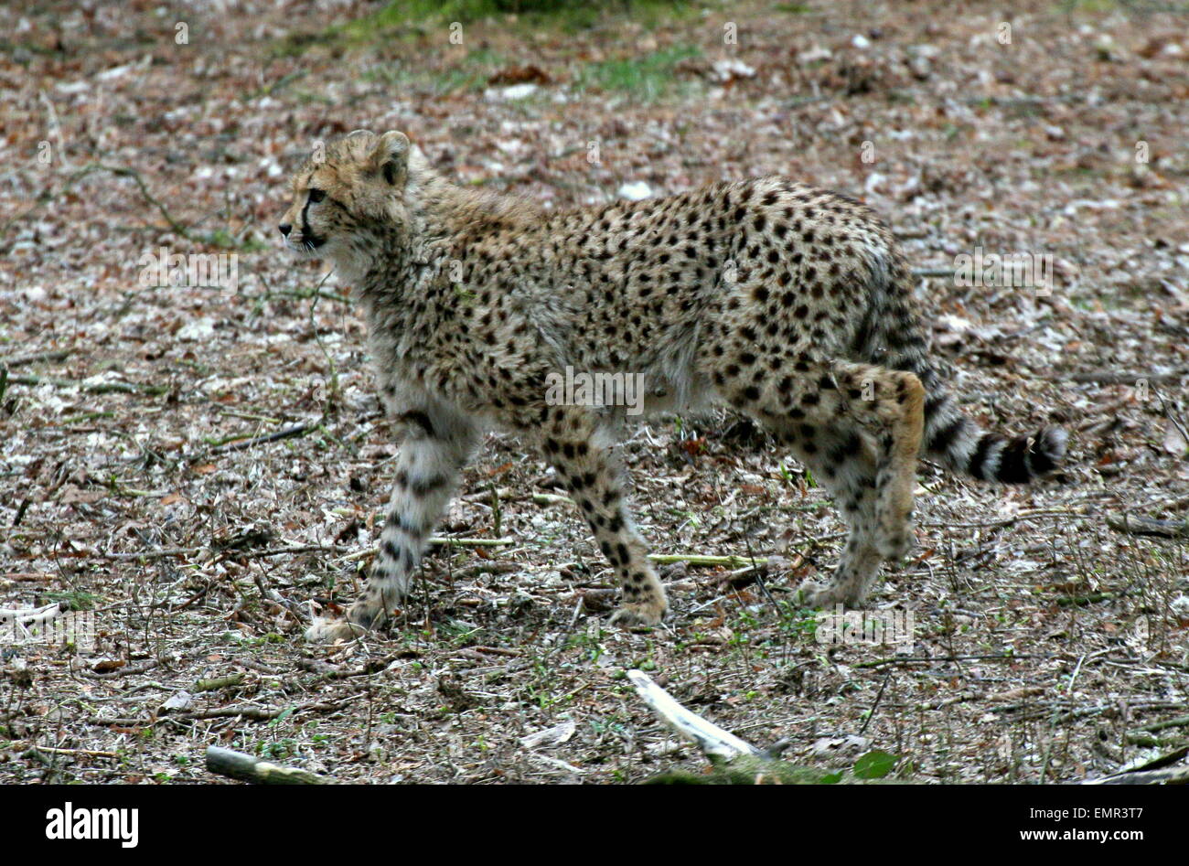 Young Cheetah  (Acinonyx jubatus) walking past Stock Photo
