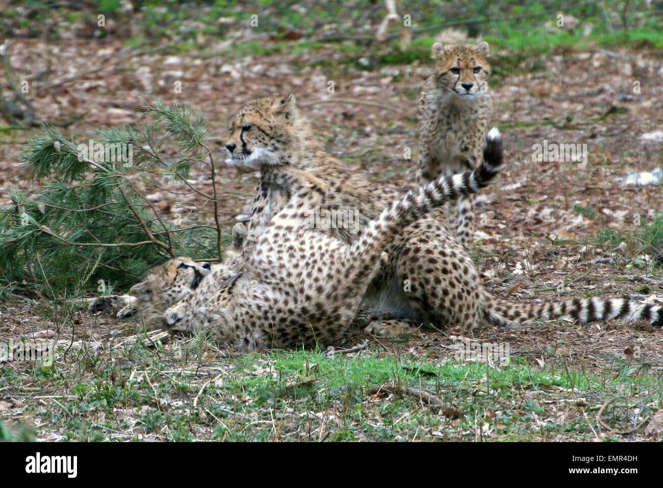 Cheetah cubs (Acinonyx jubatus) playing and cavorting Stock Photo