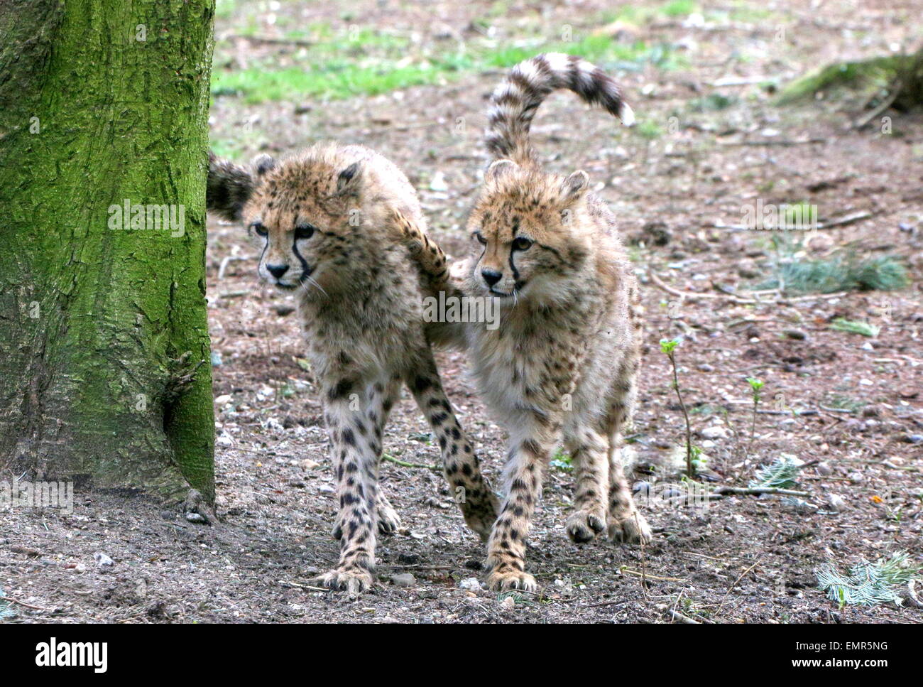 Two Cheetah cubs (Acinonyx jubatus) with mischief in mind Stock Photo